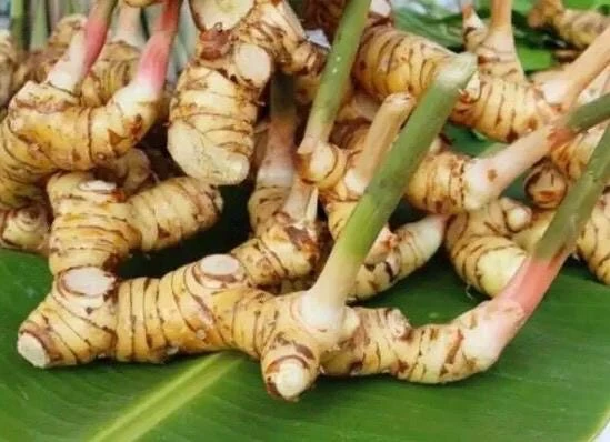 Galangal Live Plant - Alpinia galanga Thai Ginger Herb - 4 inch Pot - Cannot ship to CA - Image 1