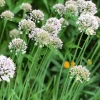 Garlic Chives Live Plant Set - 2 Healthy 4in Tall Allium tuberosum Plants for Garden & Kitchen - Image 1