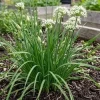 Garlic Chives Live Plant Set - 2 Pack, 4in Tall - Culinary Herb for Garden - Image 1
