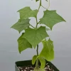 Gerrardanthus Macrorhizus Live Plant - The Bigfoot Caudex Succulent in 4 inch Pot - Image 1