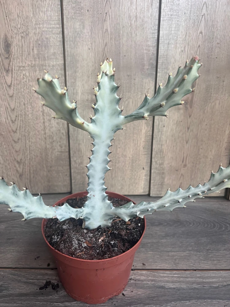 Ghost Cactus White Variegated Euphorbia Lactea Live Plant - 6" Pot - Cannot ship to CA - Image 2