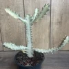 Ghost Cactus White Variegated Euphorbia Lactea Live Plant - 6" Pot - Cannot ship to CA - Image 1