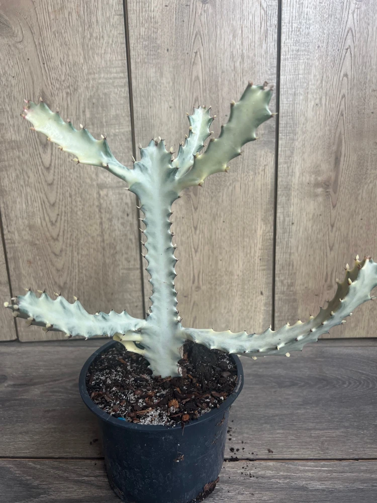Ghost Cactus White Variegated Euphorbia Lactea Live Plant - 6" Pot - Cannot ship to CA - Image 1