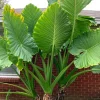 Giant Taro Alocasia Macrorrhiza Elephant Ear Live Plant 4" Pot Indoor/Outdoor - Image 1