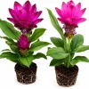 Ginger Curcuma Mix Live Plants - Set of 2, 4-8 Inch Tall, No Pot - Image 1