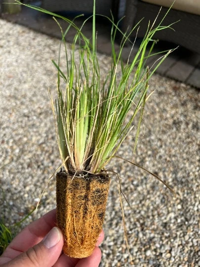Ginger Love Fountain Grass Live Plant - Ornamental Grass - Zones 8-11 - Image 2