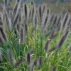 Ginger Love Fountain Grass Live Plant - Ornamental Grass - Zones 8-11 - Image 1