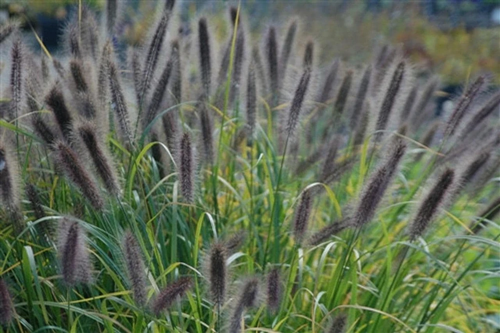 Ginger Love Fountain Grass Live Plant - Ornamental Grass - Zones 8-11 - Image 1