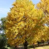 Ginkgo Biloba Maidenhair Tree - Live Plant - Unique Deciduous Specimen - Image 1