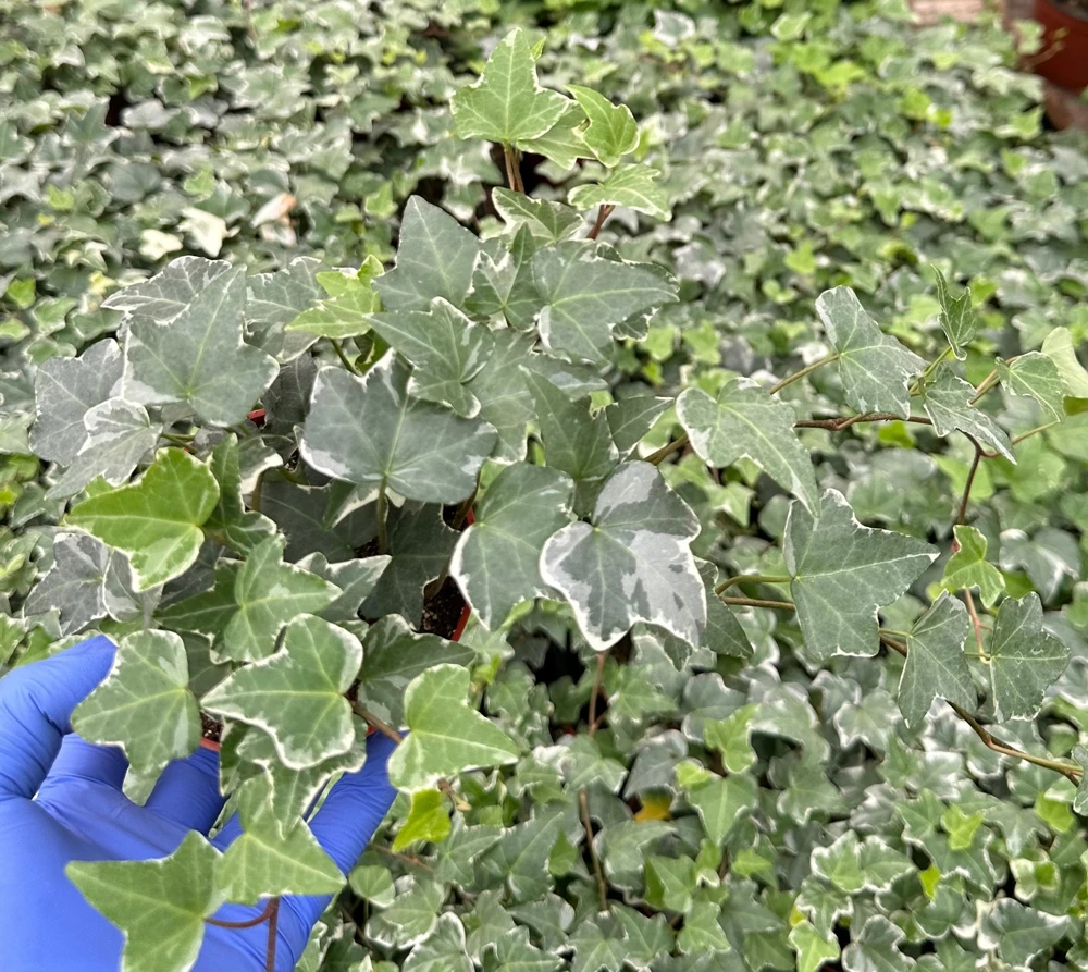 Glacier English Ivy Live Plant - Variegated Climbing Houseplant, Trailing - Image 2