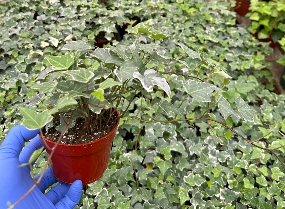 Glacier English Ivy Live Plant - Variegated Climbing Houseplant, Trailing - Image 3