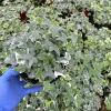 Glacier English Ivy Live Plant - Variegated Climbing Houseplant, Trailing - Image 1