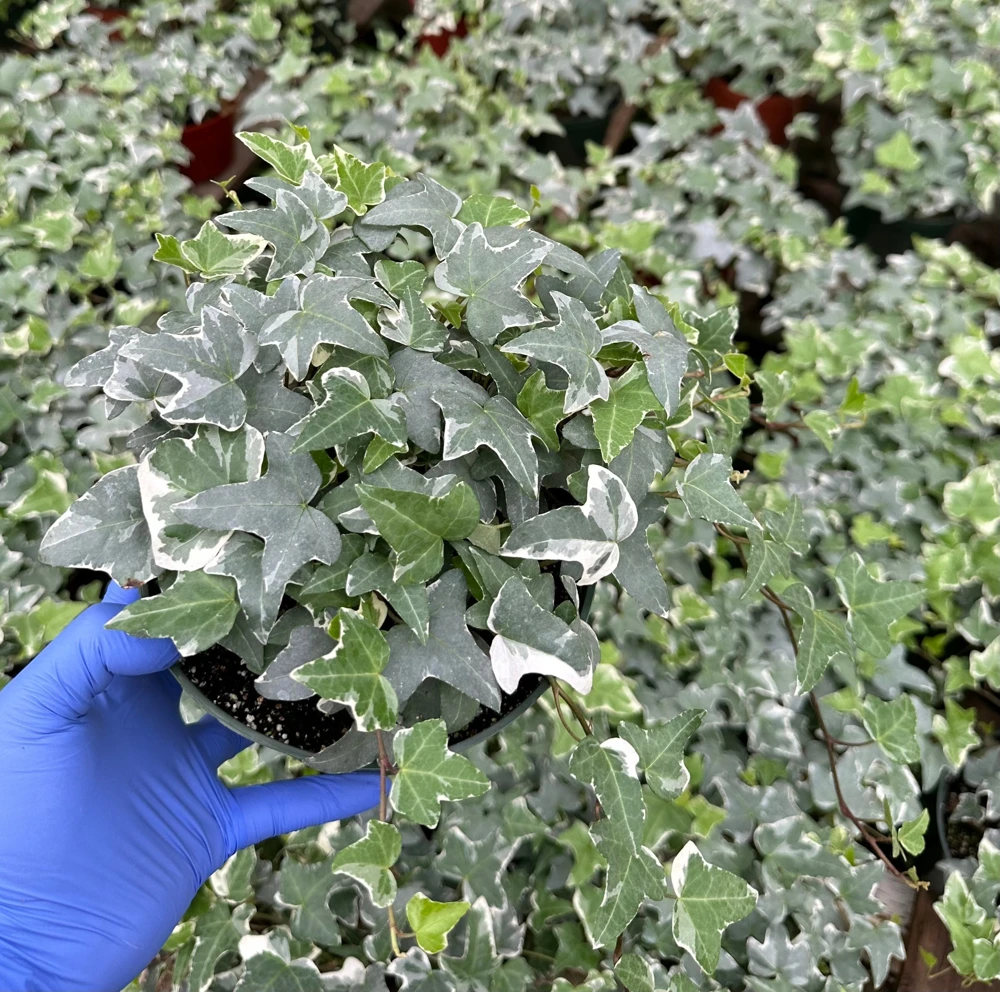 Glacier English Ivy Live Plant - Variegated Climbing Houseplant, Trailing - Image 1