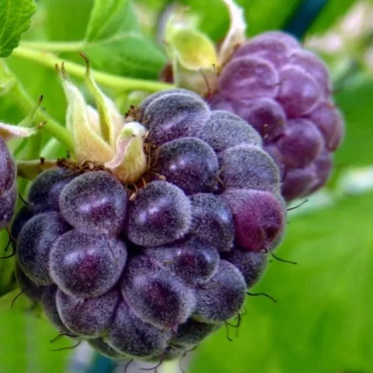 Glencoe Raspberry Live Plant - 3-6" Tall - Thornless Purple Fruit Bush - Image 2