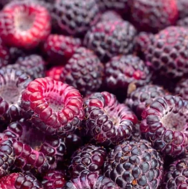Glencoe Raspberry Live Plant - 3-6" Tall - Thornless Purple Fruit Bush - Image 3