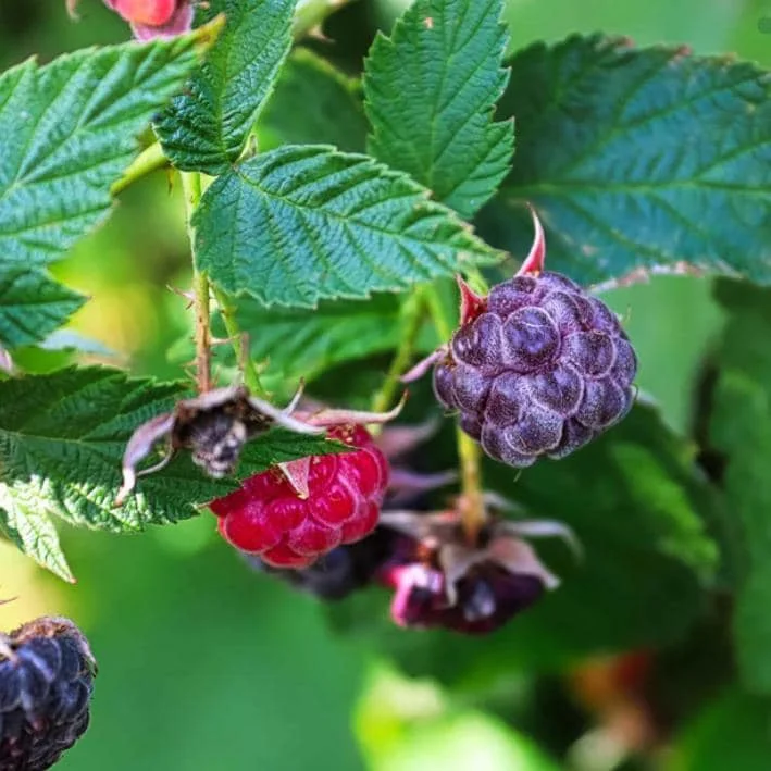 Glencoe Raspberry Live Plant - 3-6" Tall - Thornless Purple Fruit Bush - Image 4