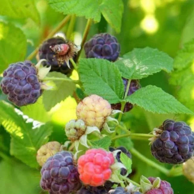 Glencoe Raspberry Live Plant - 3-6" Tall - Thornless Purple Fruit Bush - Image 5