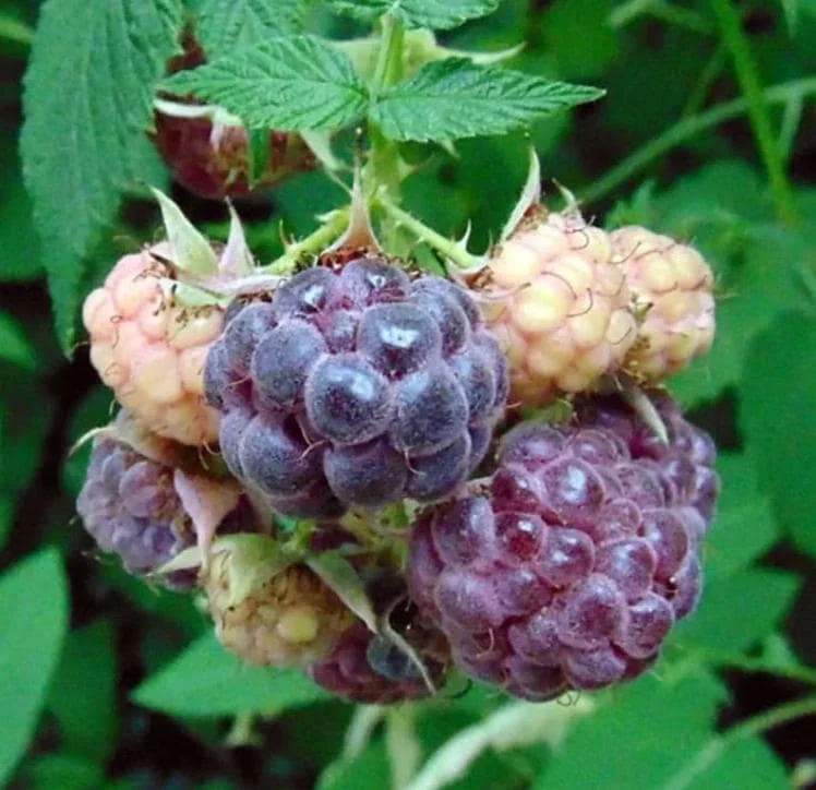Glencoe Raspberry Live Plant - 3-6" Tall - Thornless Purple Fruit Bush - Image 6