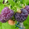 Glencoe Raspberry Live Plant - 3-6" Tall - Thornless Purple Berry Bush for Garden - Image 1