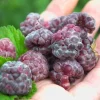 Glencoe Raspberry Live Plant - 3-6" Tall - Thornless Purple Fruit Bush - Image 1