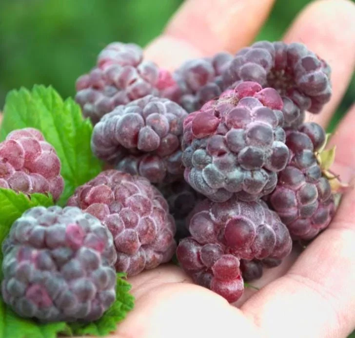 Glencoe Raspberry Live Plant - 3-6" Tall - Thornless Purple Fruit Bush - Image 1