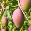 Glenn Mango Tree – Grafted Live Plant – 1/2 Gallon Pot – Tropical Fruit - Cannot ship to CA - Image 1