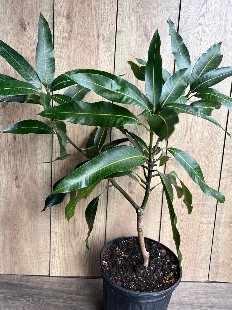 Glenn Mango Tree - Live Grafted Tropical Fruit Plant, 3 Gallon Pot, Outdoor - Cannot ship to CA - Image 2