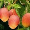 Glenn Mango Tree - Live Grafted Tropical Fruit Plant, 3 Gallon Pot, Outdoor - Cannot ship to CA - Image 1
