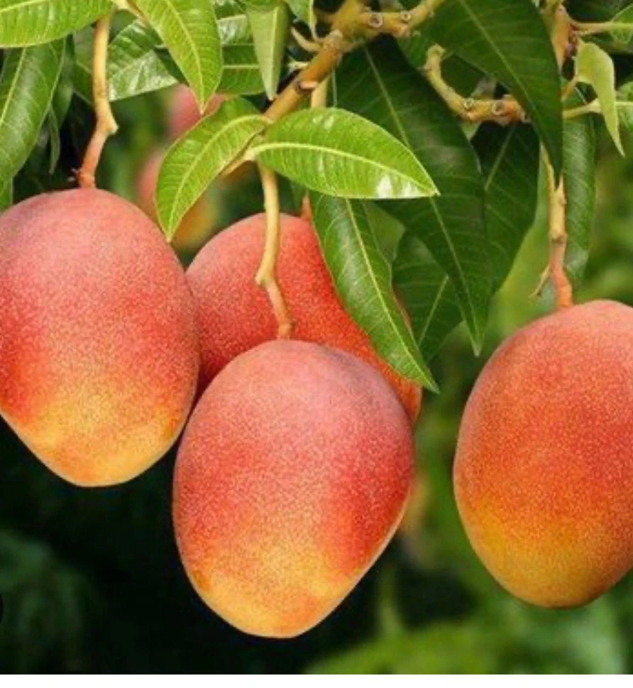 Glenn Mango Tree - Live Grafted Tropical Fruit Plant, 3 Gallon Pot, Outdoor - Cannot ship to CA - Image 1