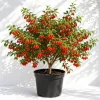 Goji Berry Live Plant - Red Goji Berry Bush, 4-8 Inch Tall, Outdoor Fruit Tree - Image 1