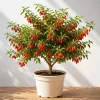 Goji Berry Live Plant – Red Goji Bush – Tropical Fruit Tree – 4-8 Inch Tall - Image 1