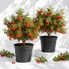 Goji Berry Live Plant – Tropical Fruit Bush – 2-Pack – 4-8 Inch Tall - Image 1