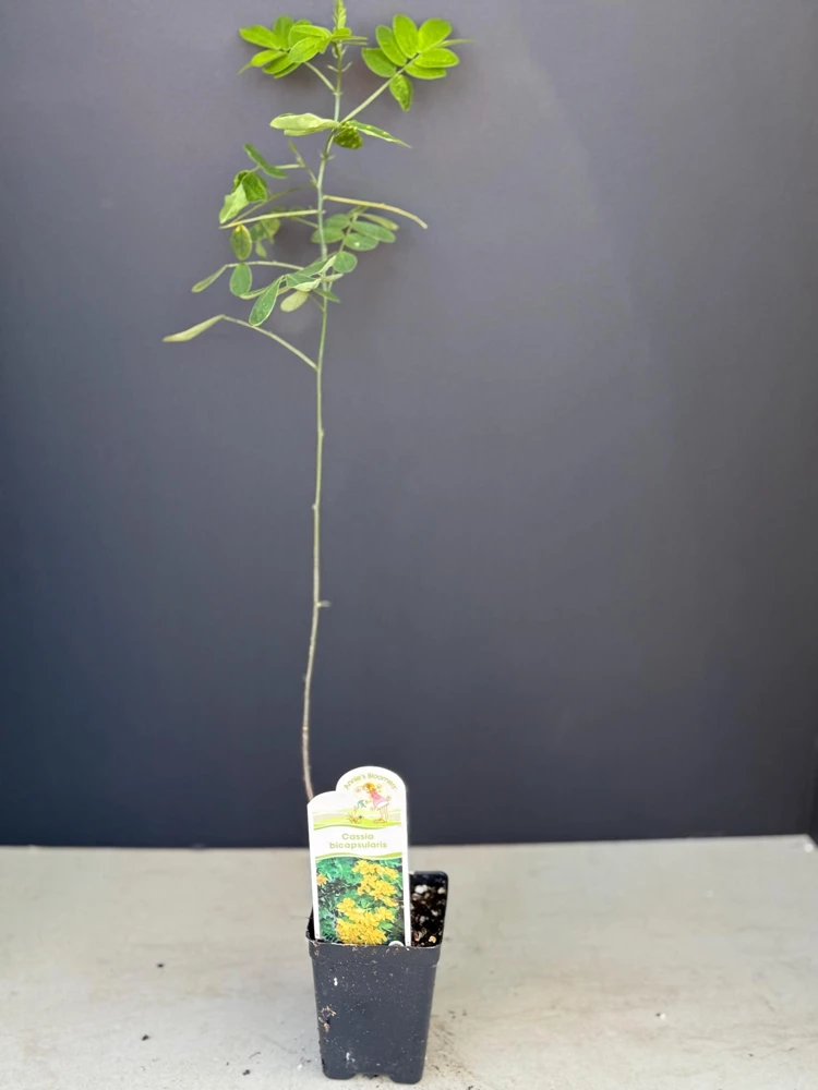 Gold Cassia Butterfly Bush Live Plant - Yellow Flowers, Attracts Pollinators, USDA Zones 9-11 - Image 2