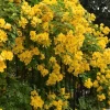 Gold Cassia Butterfly Bush Live Plant - Yellow Flowers, Attracts Pollinators, USDA Zones 9-11 - Image 1