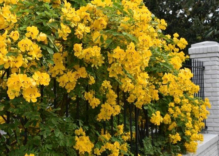 Gold Cassia Butterfly Bush Live Plant - Yellow Flowers, Attracts Pollinators, USDA Zones 9-11 - Image 1