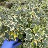 Gold Child English Ivy Live Plant - Variegated Hedera helix, Climbing Houseplant - Image 1