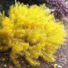 Gold Threadleaf Amsonia hubrichtii Live Plant - BlueStar Perennial Bush, Yellow Fall Color, Blue Flowers, USDA Zones 5-9 - Image 1