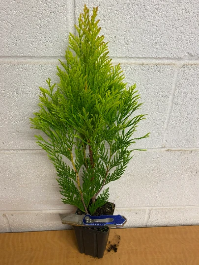 Golden Arborvitae (Thuja Plicata) Live Tree, Qt Pot, Outdoor Evergreen - Image 2