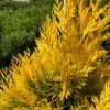 Golden Arborvitae (Thuja Plicata) Live Tree, Qt Pot, Outdoor Evergreen - Image 1