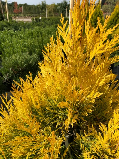 Golden Arborvitae (Thuja Plicata) Live Tree, Qt Pot, Outdoor Evergreen - Image 1