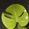 Golden Compact Monstera Live Plant - Lemon Lime Monstera, 18" Tall Potted Houseplant - Image 1