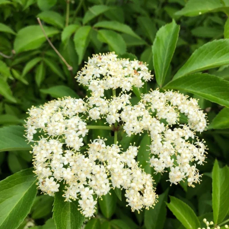 Golden Elderberry Live Plant - 4 inch Pot, Hardy Fruit-Bearing Shrub, Outdoor - Image 4
