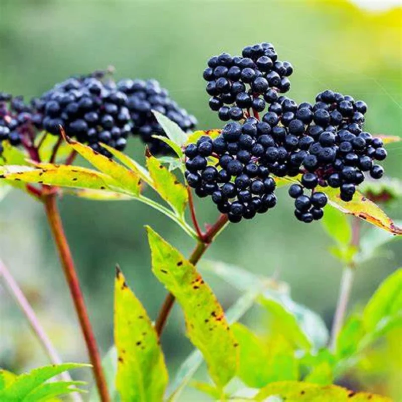 Golden Elderberry Live Plant - 4 inch Pot, Hardy Fruit-Bearing Shrub, Outdoor - Image 6