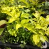 Golden Elderberry Live Plant - 4in Tall Starter Fruit-Bearing Shrub - Image 1