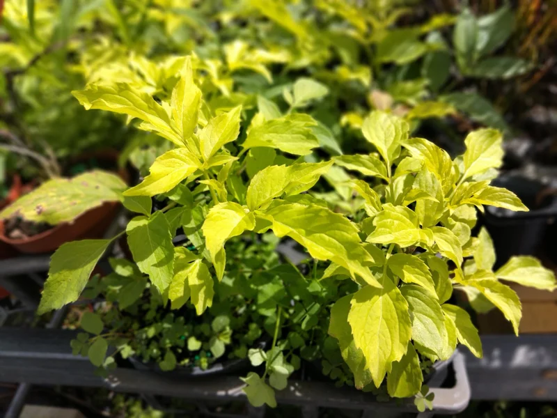 Golden Elderberry Live Plant - 4in Tall Starter Fruit-Bearing Shrub - Image 1