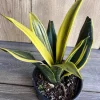 Golden Flame Sansevieria Live Plant – 6" Pot Snake Plant – Indoor Air Purifier - Cannot ship to CA - Image 1