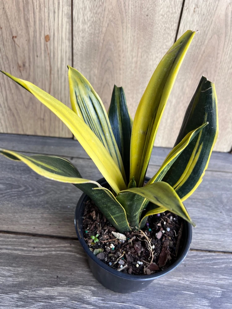 Golden Flame Sansevieria Live Plant – 6" Pot Snake Plant – Indoor Air Purifier - Cannot ship to CA - Image 1