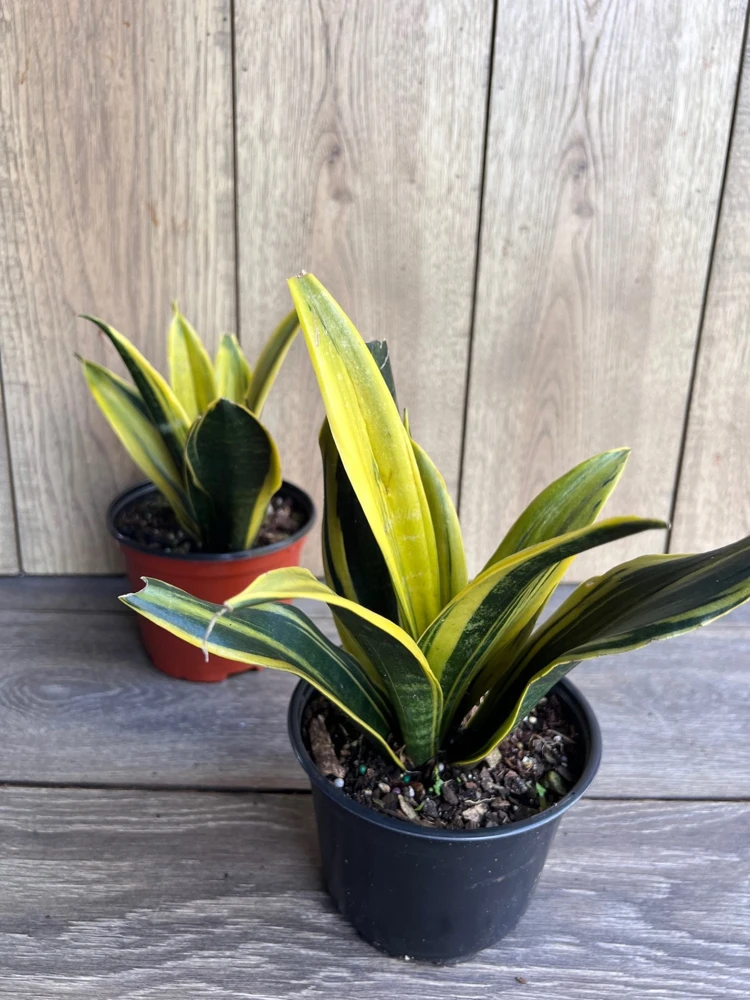 Golden Flame Sansevieria Live Plant – 6" Pot Snake Plant – Indoor Air Purifier - Cannot ship to CA - Image 2