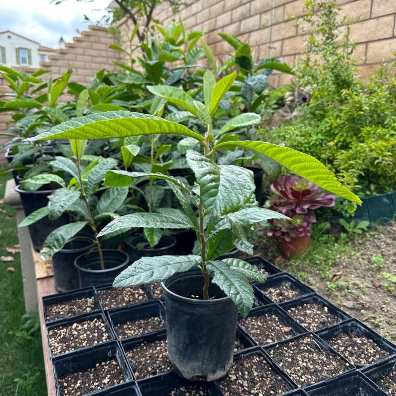GOLDEN Loquat Tree-1 GALLON - Image 2