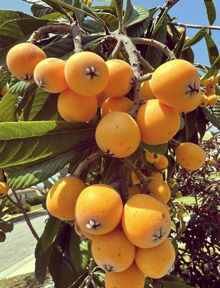 GOLDEN Loquat Tree-1 GALLON - Image 1